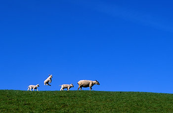 Lammetjes indelente