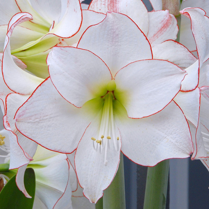 amaryllis-na-de-bloei_1