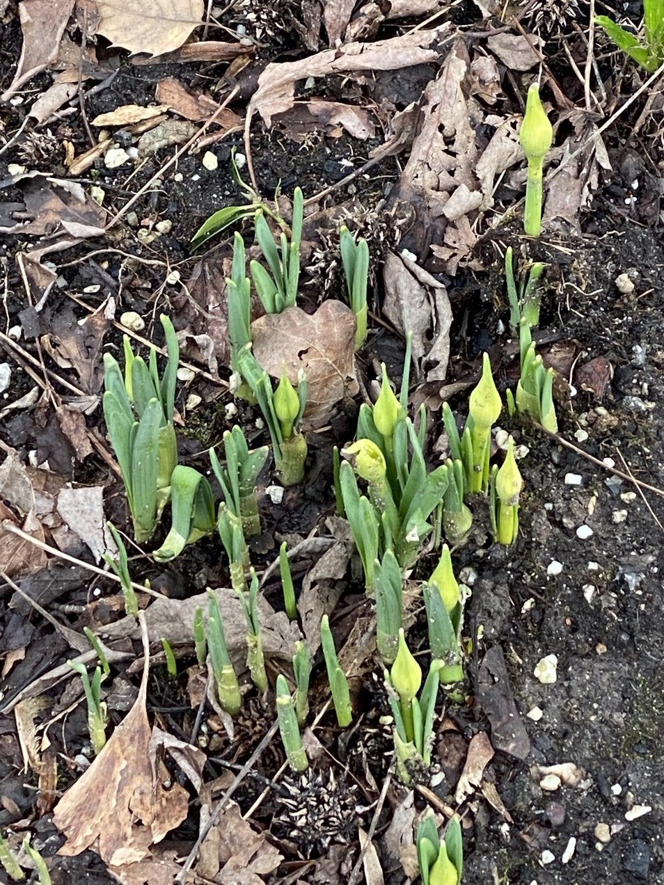 opkomende narcissen