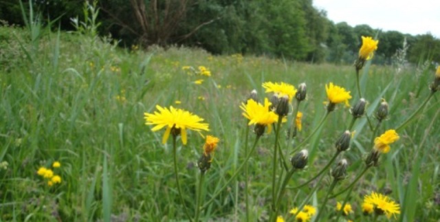 Header Paardebloem bij Bilderhof foto Els Groot